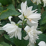 Philadelphus virginalis - Philadelphus-Hybride