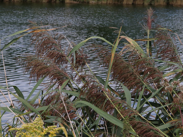 Phragmites communis