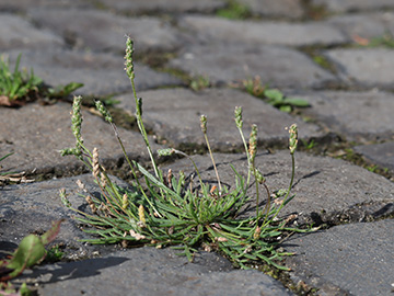 Plantago coronopus