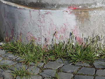 Plantago coronopus