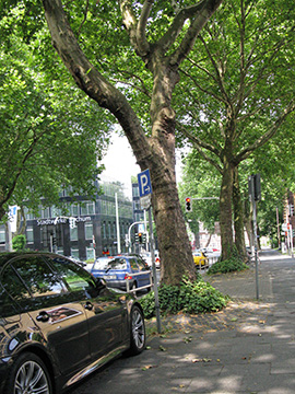 Platanus hispanica