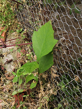 Platanus hispanica