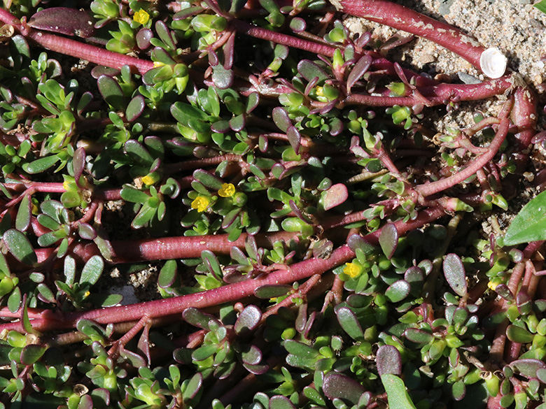 Portulaca oleracea