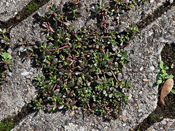 Portulaca oleracea