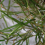 Potamogeton berchtoldii - Berchtolds Laichkraut