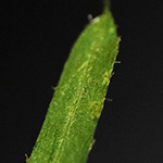 Potamogeton berchtoldii - Berchtolds Laichkraut