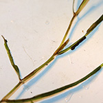 Potamogeton berchtoldii - Berchtolds Laichkraut