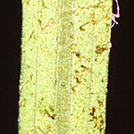 Potamogeton berchtoldii - Berchtolds Laichkraut