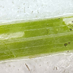 Potamogeton friesii - Stachelspitziges Laichkraut 