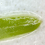 Potamogeton friesii - Stachelspitziges Laichkraut 
