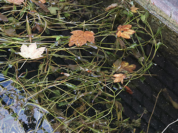 Potamogeton lucens