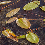 Potamogeton natans - Schwimmendes Laichkraut
