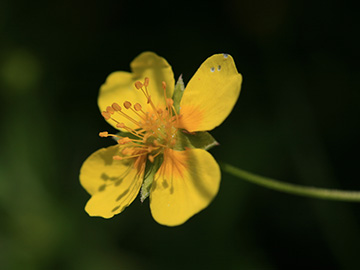 Potentilla erecta