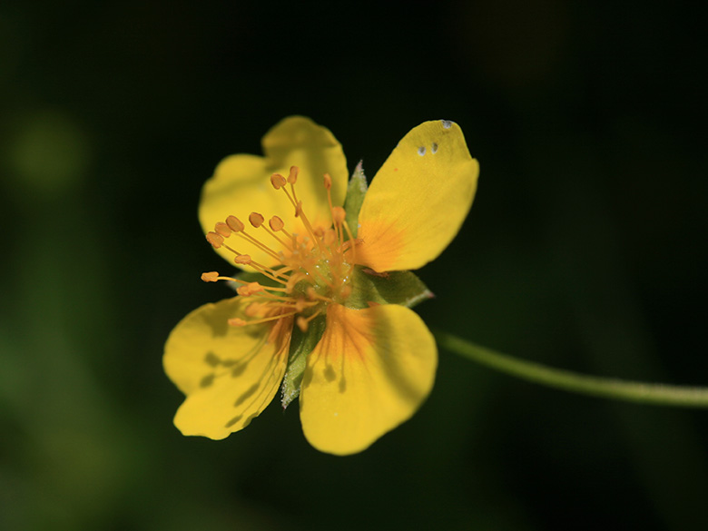 Potentilla erecta