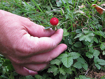 Potentilla indica