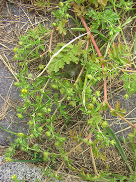 Potentilla supina