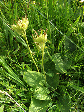 Primula veris