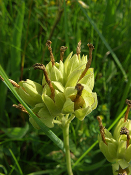 Primula veris
