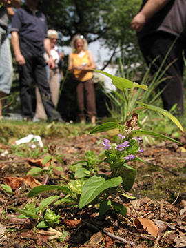 Prunella vulgaris