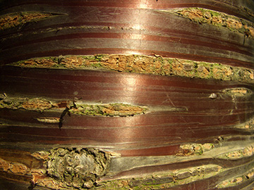 Prunus serrula