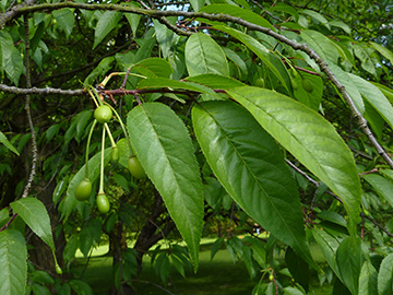Prunus serrula