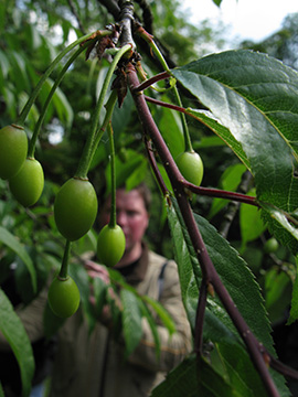 Prunus serrula