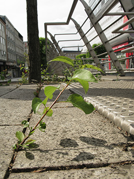 Pyrus calleryana