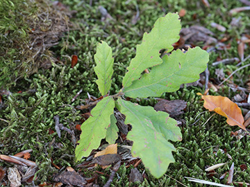 Quercus cerris