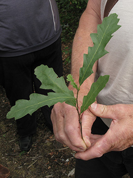 Quercus cerris