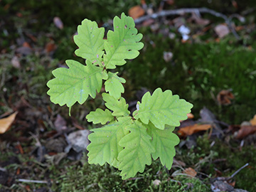 Quercus cerris
