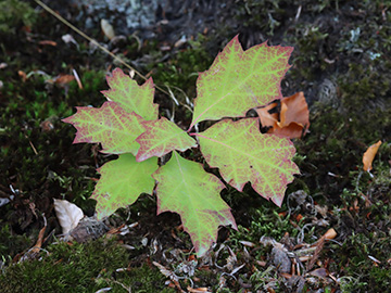 Quercus rubra