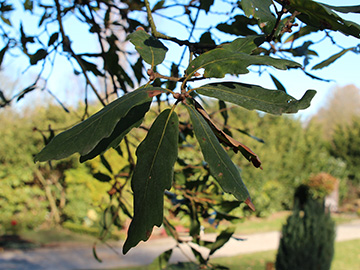 Quercus turneri