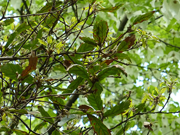 Quercus turneri