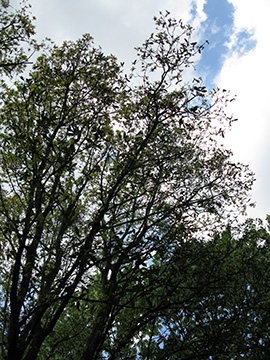 Quercus turneri