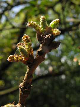 Quercus turneri