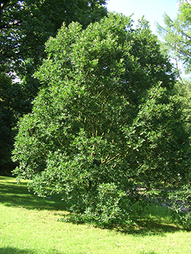 Quercus turneri
