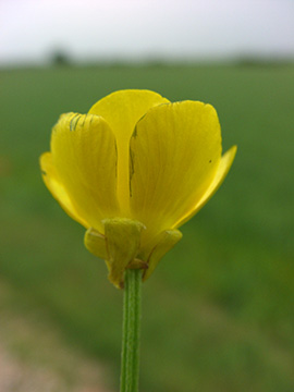Ranunculus bulbosus