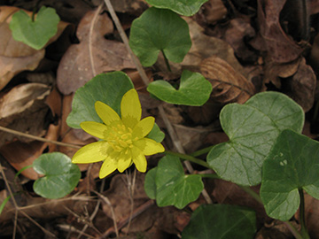 Ficaria verna