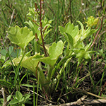 Ranunculus muricatus - Stachelfrüchtiger Hahnenfuß