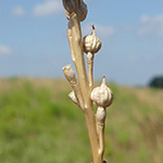 Rapistrum rugosum - Runzeliger Rapsdotter
