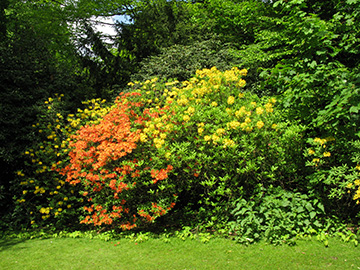 Rhododendron