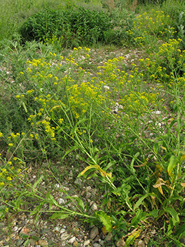 Rorippa austriaca