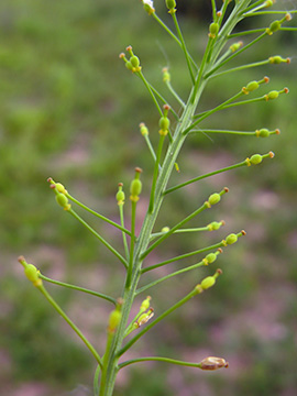 Rorippa austriaca