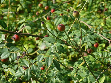 Rosa arvensis
