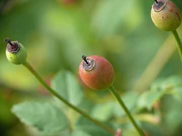 Rosa arvensis