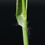 Rostraria cristata - Echtes Büschelgras