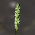 Rostraria cristata - Echtes Büschelgras