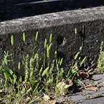 Rostraria cristata - Echtes Büschelgras
