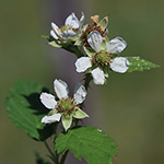 Rubus braeuckeri - Bräucker-Brombeere