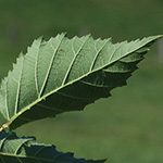 Rubus braeuckeri - Bräucker-Brombeere